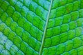 Beautiful and abstract green pattern leaf image of macro