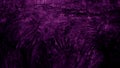 Beautiful abstract grungy purple stucco wall background, Beautiful empty stucco wall, Textured rough dark purple surface with