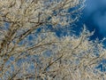 Beautiful and abstract landscape of trees covered with white early morning frost Royalty Free Stock Photo