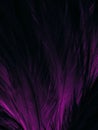 Beautiful abstract light pink feathers on black background, purple feather frame texture on pink texture pattern and pink backgrou Royalty Free Stock Photo