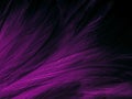 Beautiful abstract light pink feathers on black background, purple feather frame texture on pink texture pattern and pink backgrou Royalty Free Stock Photo