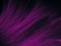 Beautiful abstract light pink feathers on black background, purple feather frame texture on pink texture pattern and pink backgrou Royalty Free Stock Photo