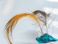 Bird feather with few drops of water or dew Royalty Free Stock Photo