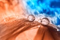 Beautiful abstract macro of a drop of water or dew on a bird feather. Orange feather on a blue bokeh background. Selective focus Royalty Free Stock Photo