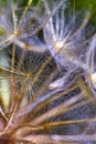 Beautiful abstract macro photo of a big dandelion seed.Closeup of seeds with umbrellas.Gentle pastel blue floral background. Royalty Free Stock Photo