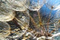 Beautiful abstract macro photo of a large dandelion seed in the sun . Tragopogon pratensis. Unobtrusive abstract background