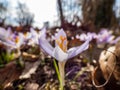 Beautiful and abstract macro shot of a single petal of lilac spring crocus in bloom in bright sunlight in spring Royalty Free Stock Photo