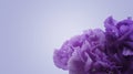 Beautiful abstract macro violet purple carnation flower background