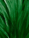 Beautiful abstract pastel green feathers on dark background, black feather frame texture on green background, dark feather, black