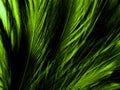 Beautiful abstract pastel green feathers on dark background, lemon yellow feather frame texture on green background, dark feather,