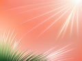 Beautiful abstract peach green gradient background with light rays, smooth lines, tropical leaves and grass. Delicate eco