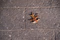 A beautiful abstract photo of dry brown maple leaf falling onto the ground. Royalty Free Stock Photo