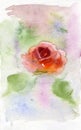 Beautiful abstract pink rose flower on colored watercolor background. Watercolor painting. Hand drawn illustration. Design for Royalty Free Stock Photo