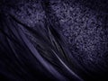 Beautiful abstract purple feathers on dark background, black feather texture on dark pattern and purple background, colorful feath Royalty Free Stock Photo