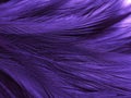 Beautiful abstract purple feathers on dark background, black feather texture on dark pattern and purple background, colorful feath Royalty Free Stock Photo