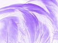 Beautiful abstract purple feathers on white background, gray feather texture on dark pattern and purple background, colorful feath