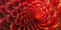 Beautiful abstract red flower with gold veins and pollen, petals arranged in fibonacci spiral