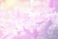 Beautiful abstract sweet color of floral with pink flower buds, pastel color style for background.