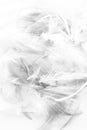 Beautiful abstract texture close up color black and white feathers background and wallpaper Royalty Free Stock Photo