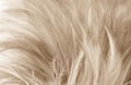 Beautiful abstract texture close up color black white and gold feathers on the white background and wallpaper Royalty Free Stock Photo