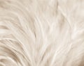 Beautiful abstract texture close up color black white and gold feathers on the white background and wallpaper Royalty Free Stock Photo