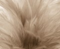 Beautiful abstract texture close up color black white and gold feathers on the white background and wallpaper Royalty Free Stock Photo