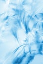 Beautiful abstract texture close up color white and blue feathers background and wallpaper Royalty Free Stock Photo