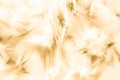 Beautiful abstract texture close up color white gold brown and yellow feathers background and wallpaper Royalty Free Stock Photo