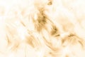 Beautiful abstract texture close up color white gold brown and yellow feathers background and wallpaper Royalty Free Stock Photo