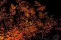 Beautiful abstract texture colorful orange black and white tree plant forest landscape on the darkness and black background and wa Royalty Free Stock Photo