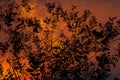 Beautiful abstract texture colorful orange black and white tree plant forest landscape on the darkness and black background and wa Royalty Free Stock Photo