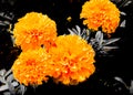 Beautiful abstract textures close up color orange and yellow flower on the black and darkness isolated background and wallpaper Royalty Free Stock Photo