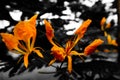 Beautiful abstract textures close up color orange and yellow flowers in garden on the black and darkness  background and w Royalty Free Stock Photo