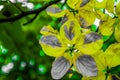 Beautiful abstract textures close up color orange and yellow flowers in garden on the black and darkness  background and w Royalty Free Stock Photo