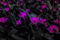 Beautiful abstract textures close up color pink red and purple flower on the black white and darkness isolated background and wall Royalty Free Stock Photo