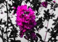 Beautiful abstract textures close up color pink red and purple flower on the black white and darkness isolated background and wall Royalty Free Stock Photo