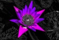 Beautiful abstract textures close up color red purple and pink lotus flower on the black and darkness isolated background and wall Royalty Free Stock Photo