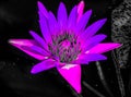 Beautiful abstract textures close up color red purple and pink lotus flower on the black and darkness isolated background and wall Royalty Free Stock Photo