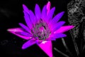 Beautiful abstract textures close up color red purple and pink lotus flower on the black and darkness isolated background and wall Royalty Free Stock Photo