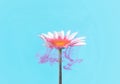 Beautiful abstract underground flower concept. A single white daisy flower cover with acrylic red paint with light blue background Royalty Free Stock Photo