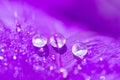 A beautiful abstract violet background with two dew drops on feather bird close up macro