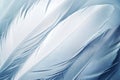 Beautiful abstract white and blue feathers on white background and soft white feather texture on blue pattern and blue background