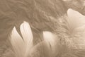 Beautiful abstract white and brown feathers on white background and soft yellow feather texture on white pattern and yellow backgr Royalty Free Stock Photo