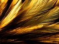 Beautiful abstract white brown feathers on black background soft yellow feather texture on white pattern and yellow background Royalty Free Stock Photo