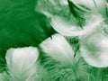 Beautiful abstract white and green feathers on black background and soft white feather texture on white pattern and green texture