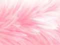 Beautiful abstract white and pink feathers on white background and soft white feather texture on pink pattern and pink background