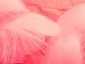 Beautiful abstract white and pink feathers on white background and soft white feather texture on pink pattern and pink background,