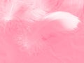 Beautiful abstract white and pink feathers on white background and soft white feather texture on pink pattern and pink background