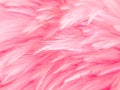 Beautiful abstract white and pink feathers on white background and soft white feather texture on pink pattern and pink background,