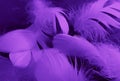 Beautiful abstract white and purple feathers on black background and soft white feather texture on white pattern and purple